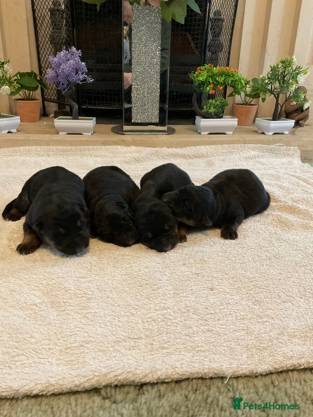 German Shepherd dogs for sale: Quality litter show line/working line puppy’s  - Advert 9