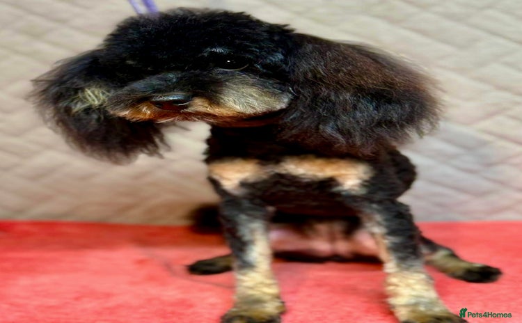 Miniature Poodle dogs - Advert 2