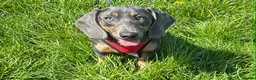 Dachshund dogs for sale: Sausage dog Blu  - Advert 3