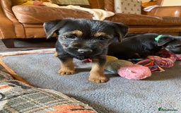 Border Terrier dogs for sale: Cheeky Little Border Terrier Puppies - Image 4