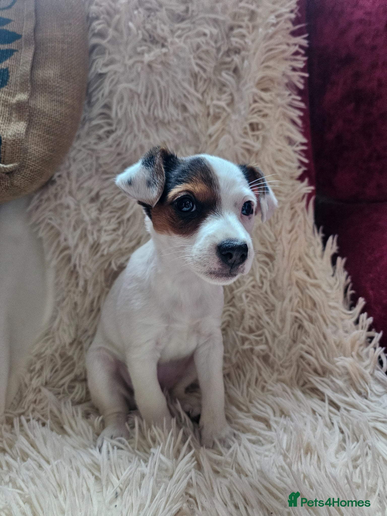 Jack Russell dogs Jack Russell female - last one - Advert 16