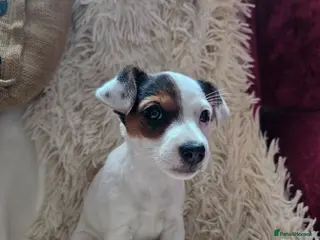 Jack Russell dogs Jack Russell female - last one - Advert 16