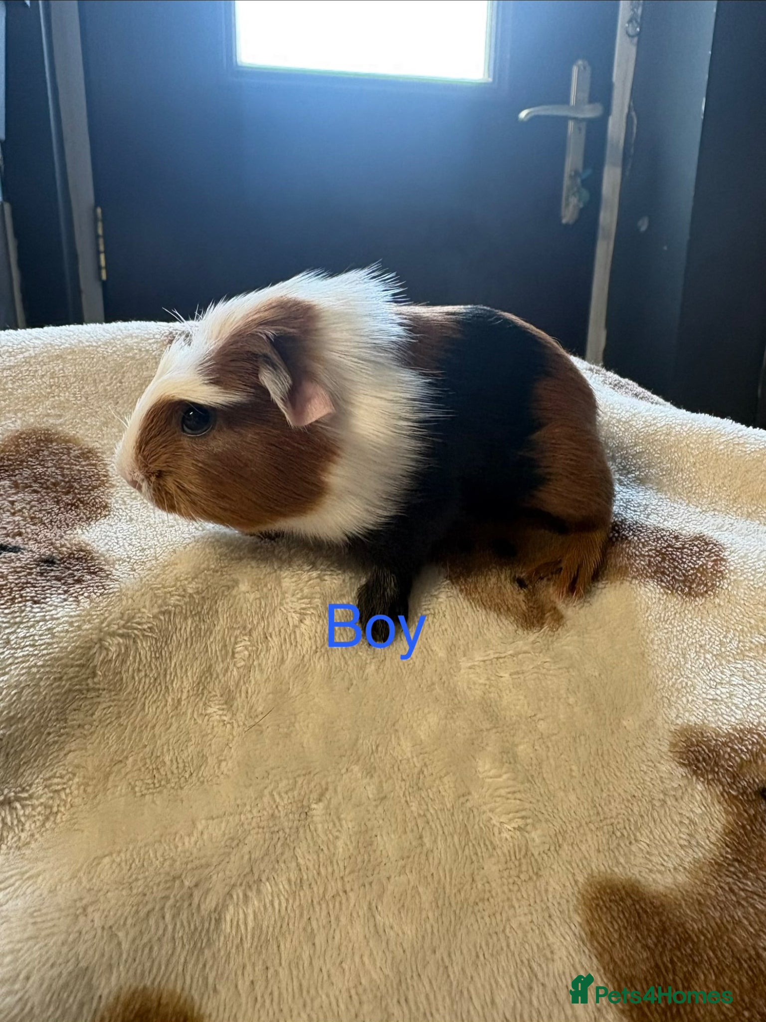 Guinea Pig rodents Baby & Adult boys looking for forever homes - Advert 18