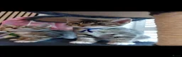 Mixed Breed cats for sale: 3 cute kittens for loving home - Advert 26