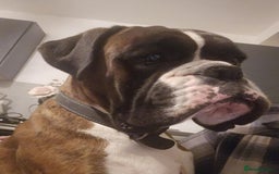 Boxer dogs for stud: KC REGISTERED BRINDLE & WHITE PROVEN STUD.   in Mexborough - Image 6