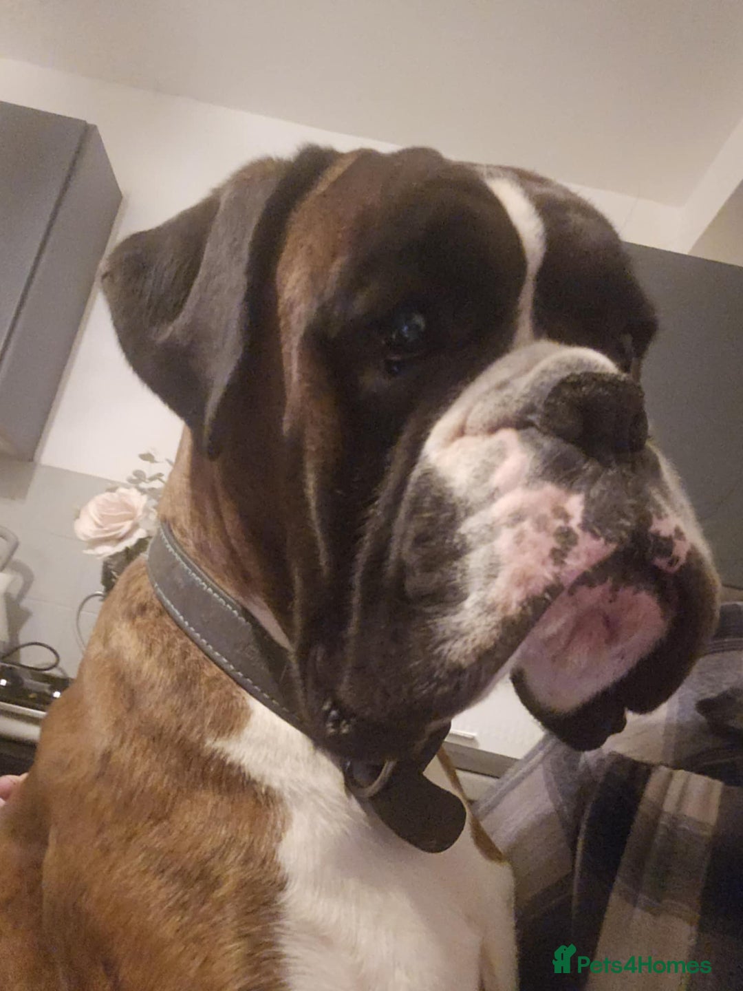 Boxer dogs for stud: KC REGISTERED BRINDLE & WHITE PROVEN STUD.   in Mexborough - Image 6