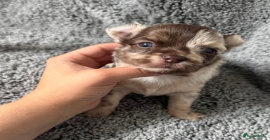 Chihuahua dogs - Advert 2