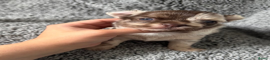 Chihuahua Puppy 1