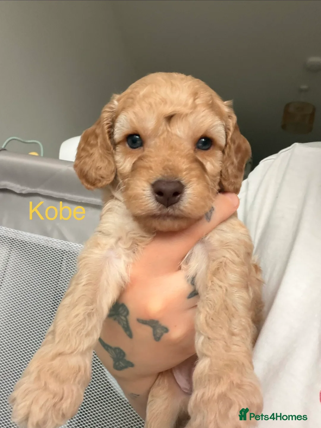Cockapoo dogs for sale: ✨🐶 Gorgeous cockapoo puppies🐶✨ - Advert 6