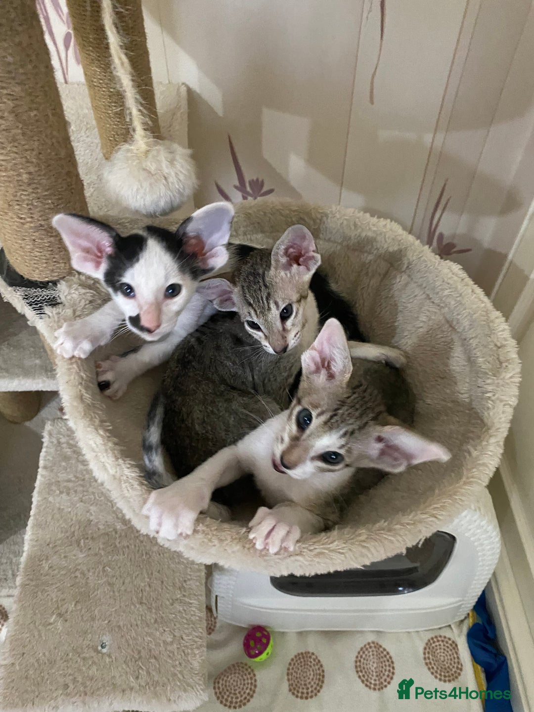 Oriental cats for sale: Beautiful Oriental Kittens for Sale - Advert 1