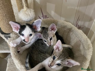 Oriental cats Beautiful Oriental Kittens for Sale - Advert 1