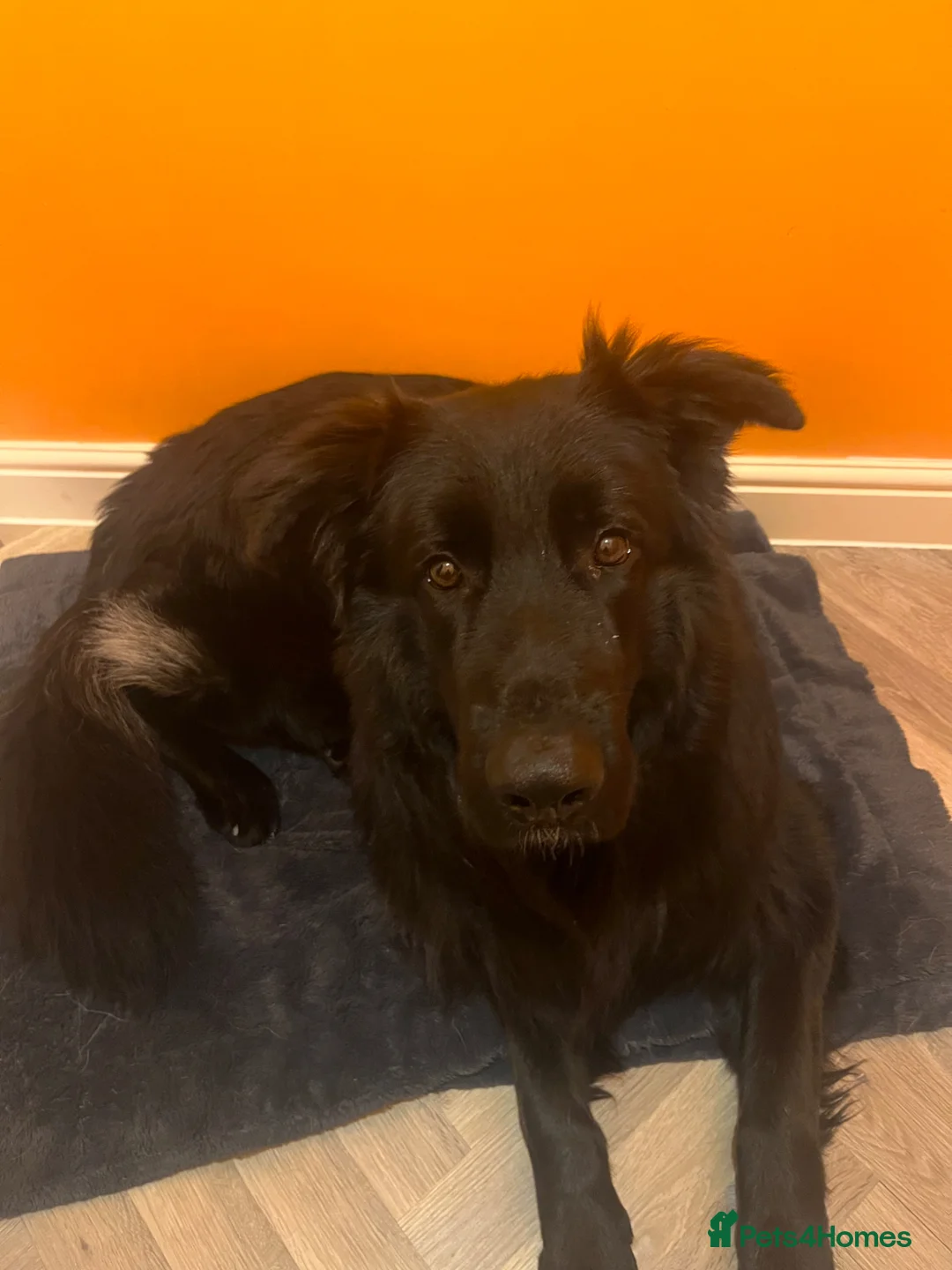 German Shepherd dogs for sale: Black German Shepherd - Advert 7