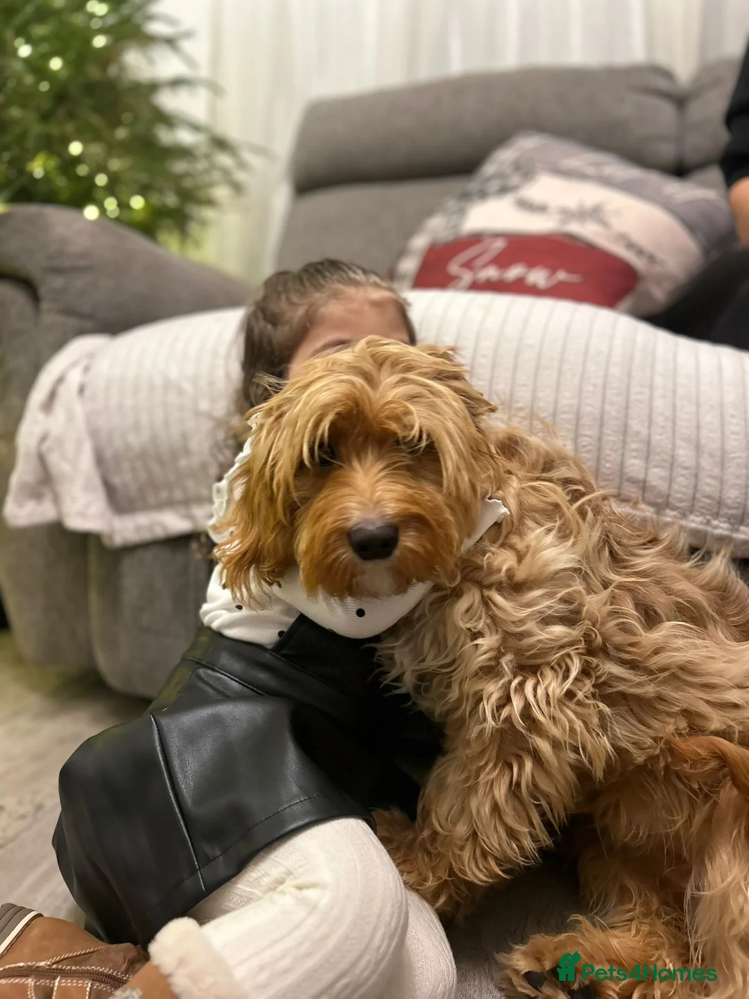 Cockapoo dogs for sale: Beautiful Multigen Cockapoo Puppies 🐶 - Advert 1