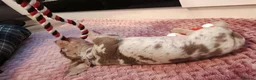 Miniature Dachshund dogs for sale: Beautiful miniature dachshund puppies  in Liverpool - Advert 3