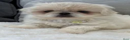 Pekingese dogs for sale: Pekingese pups  - Advert 8
