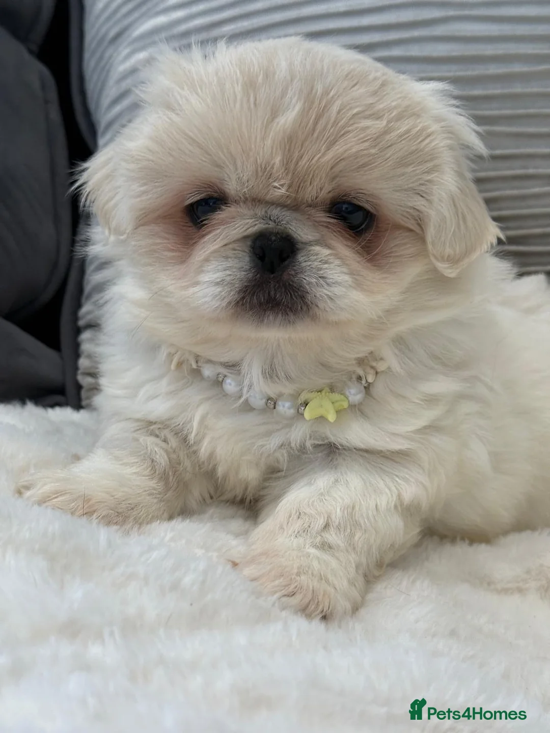 Pekingese dogs for sale: Pekingese pups  - Advert 8