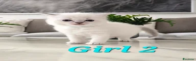 Ragdoll Kitten Girl 2