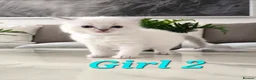 Ragdoll cats for sale: 🤍Pure Ragdoll Blue Point & Lynx Kittens Available - Advert 4