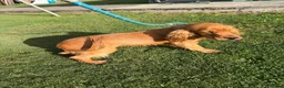 Cocker Spaniel dogs for sale: Kc registered boy  - Advert 5