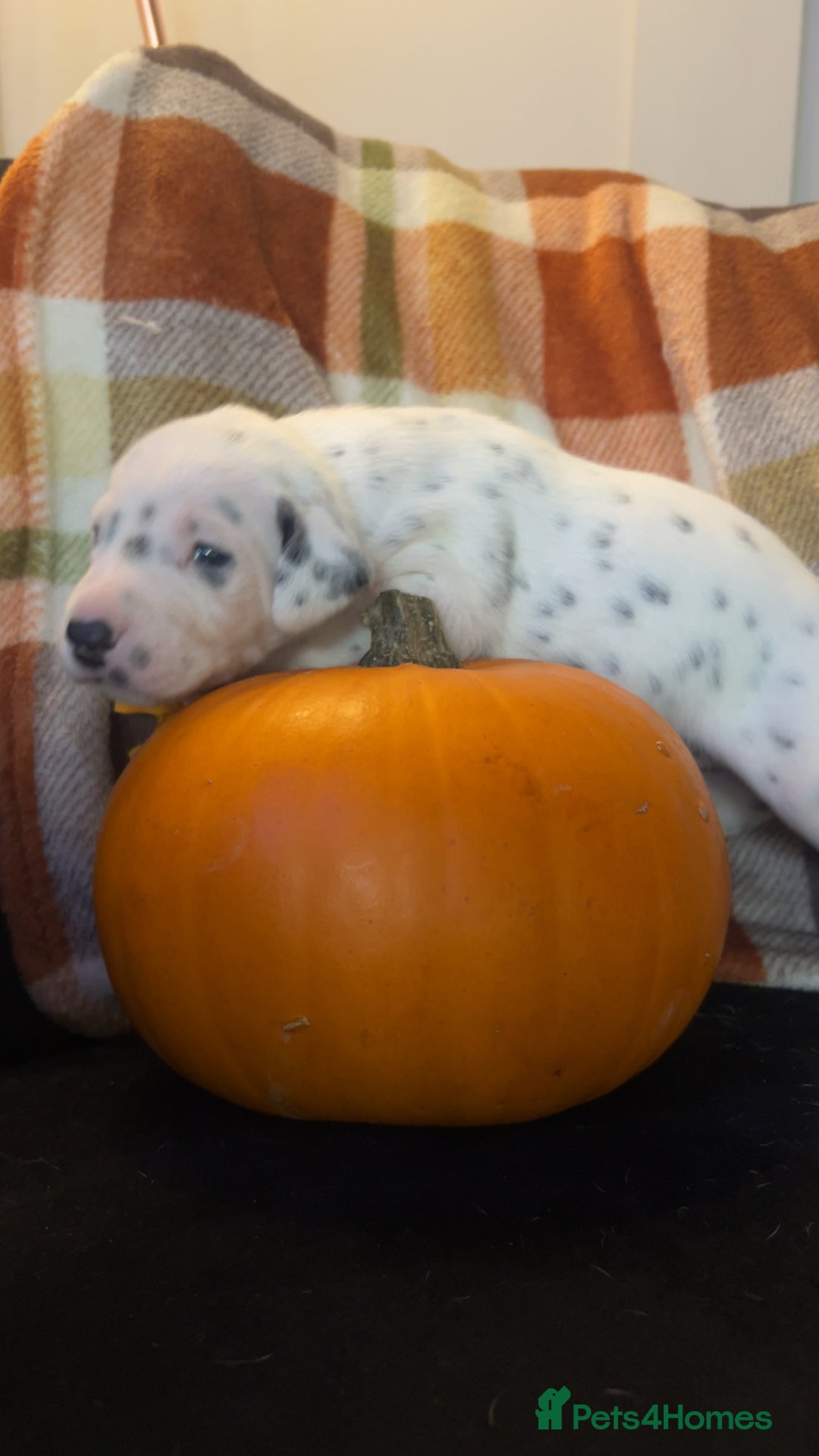 Dalmatian dogs for sale: KC Registered Dalmatian Puppies - Image 4