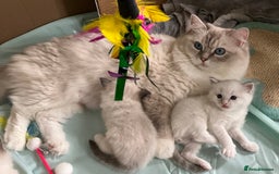 Ragdoll cats for sale: 4 Precious tica Ragdoll girls - Image 31