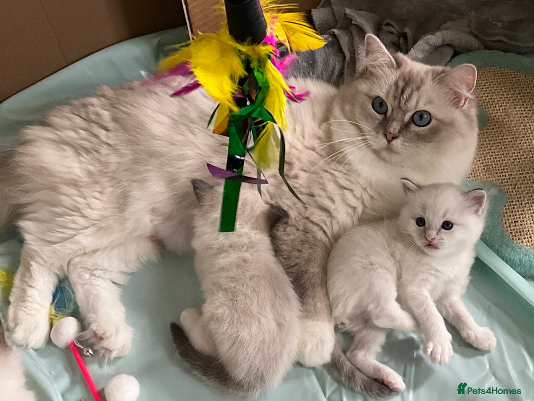 Ragdoll cats for sale: 4 Precious tica Ragdoll girls - Image 31