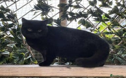 British Shorthair cats for sale: Black Bsh boy available  - Image 5