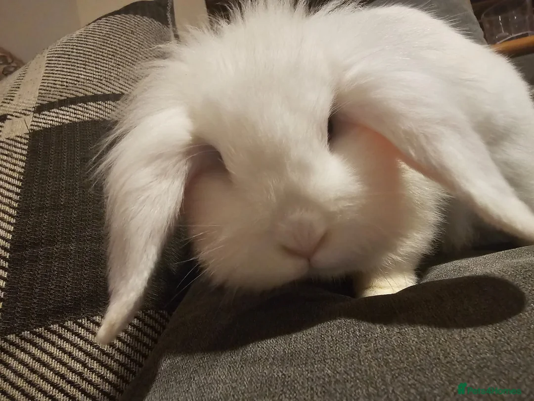 Mixed Breed rabbits for sale: Rabbit for urgent rehome in Waterlooville - Advert 3