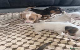 Mixed Breed dogs for sale: I have six beautiful jack dash for sale  - Image 11