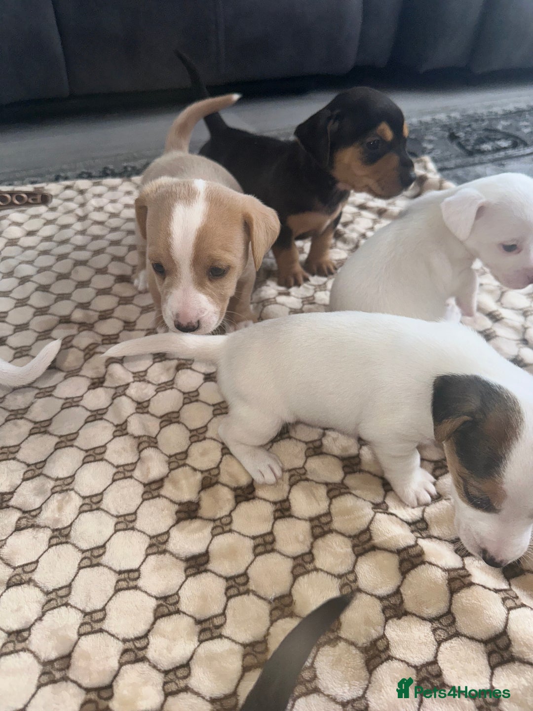 Mixed Breed dogs for sale: I have six beautiful jack dash for sale  - Image 11