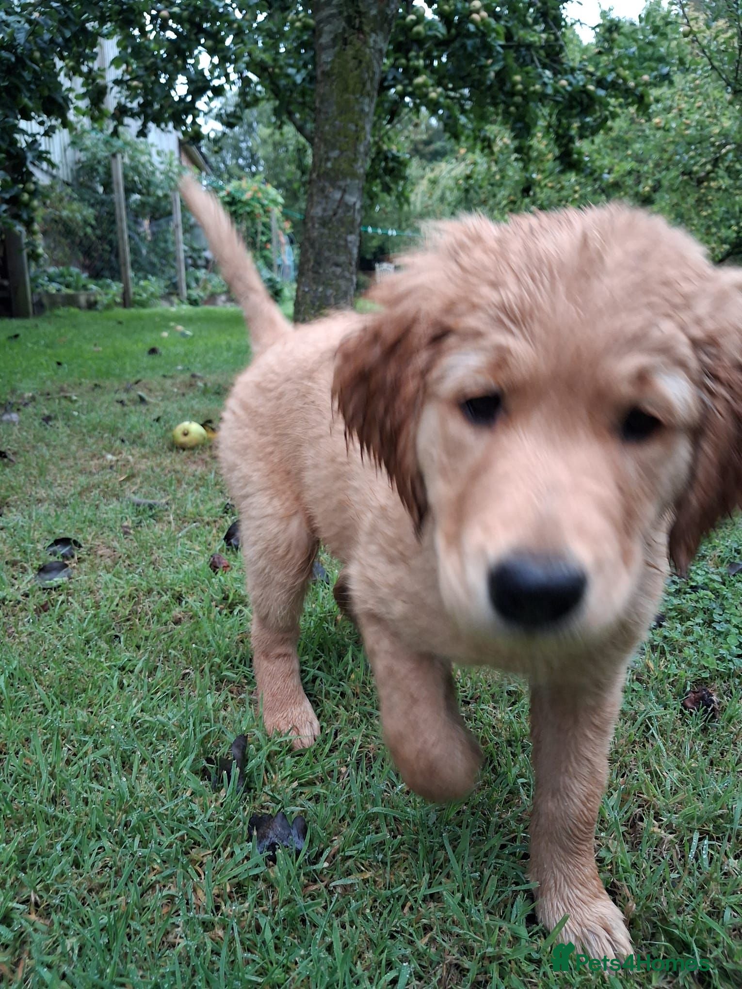 Golden Retriever dogs Golden retriever - 1 girl remaining - DOLLY 🩷🐶 - Advert 2