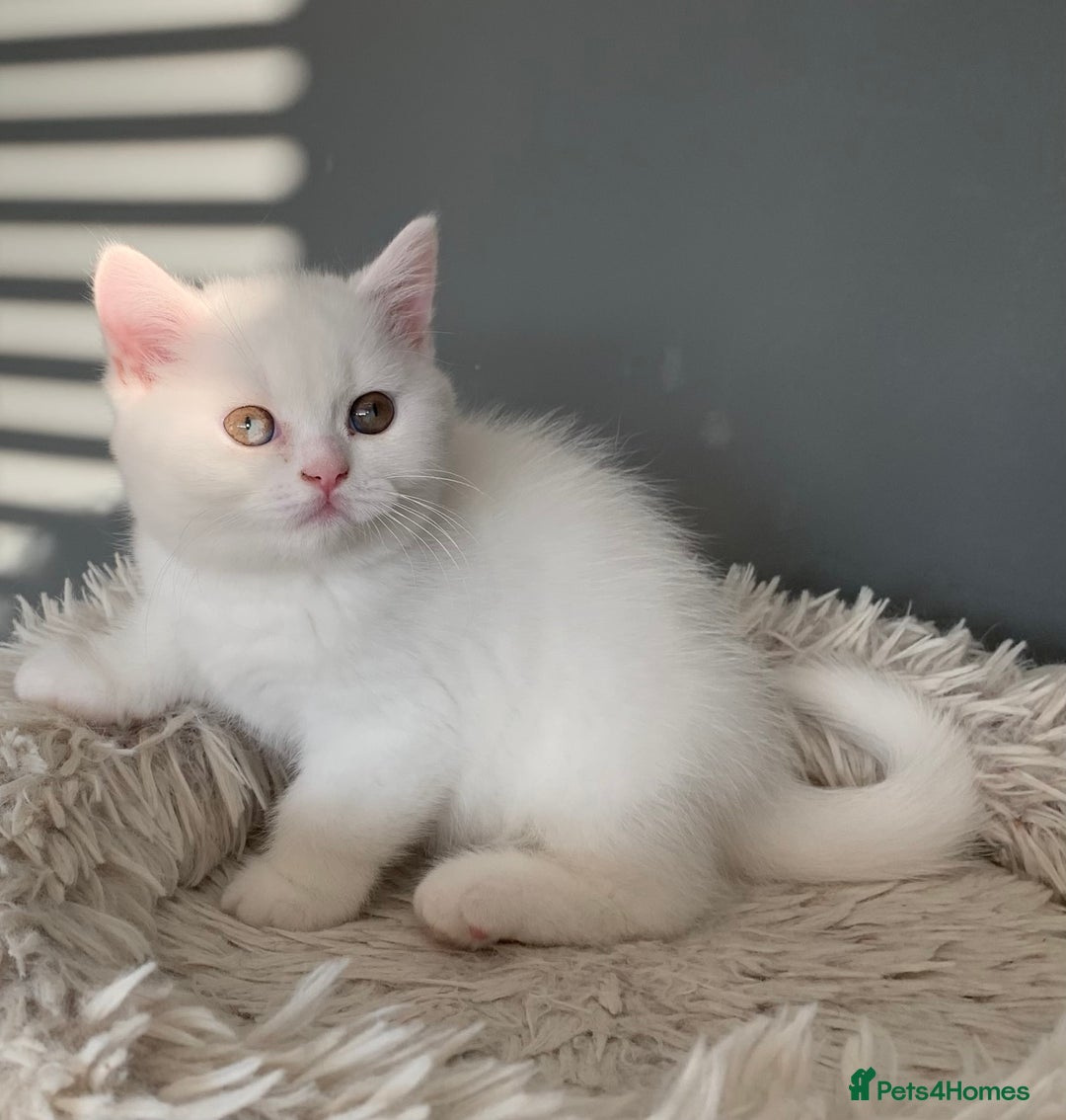 British Shorthair cats for sale: 🐻‍❄️Bundle Of Joy🐻‍❄️ - Image 7