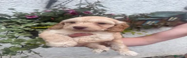 Cockapoo 1