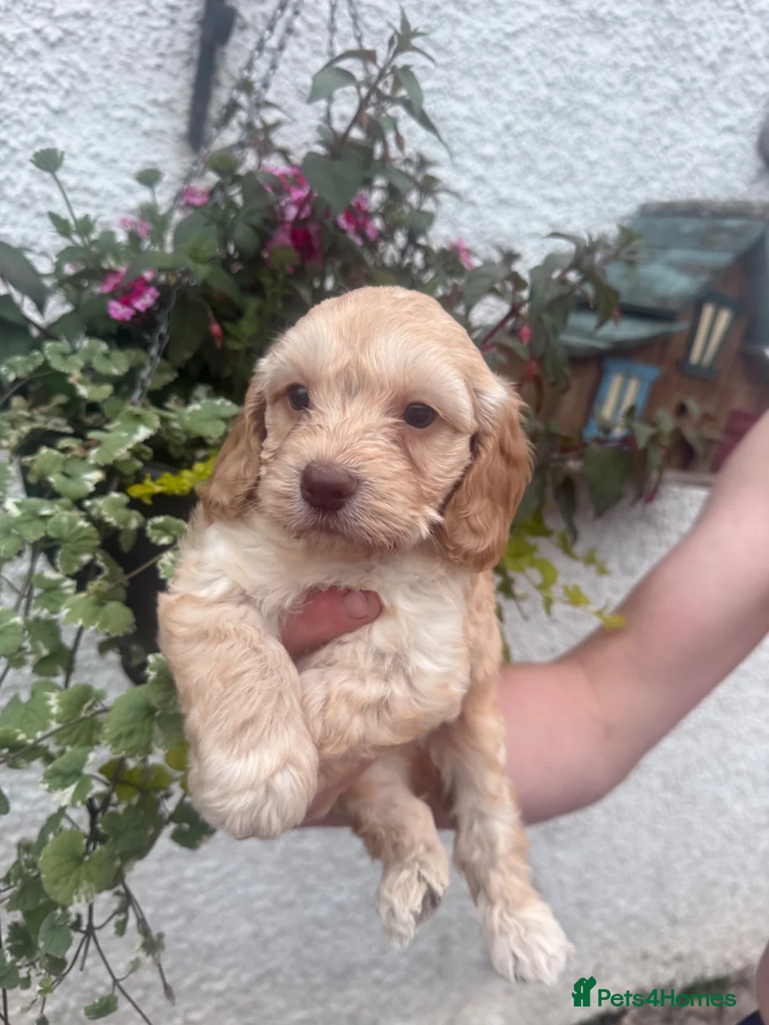 Cockapoo dogs for sale: Stunning F1 Cockapoos  - Advert 13