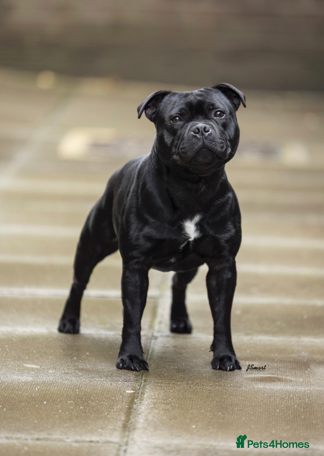 Staffordshire Bull Terrier dogs THE ONLY VALGLO STUD- VALGLO TOP GUN -BLUE CARRIER in Dudley - Advert 12