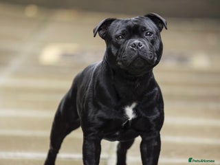 Staffordshire Bull Terrier dogs in Dudley - Advert 30