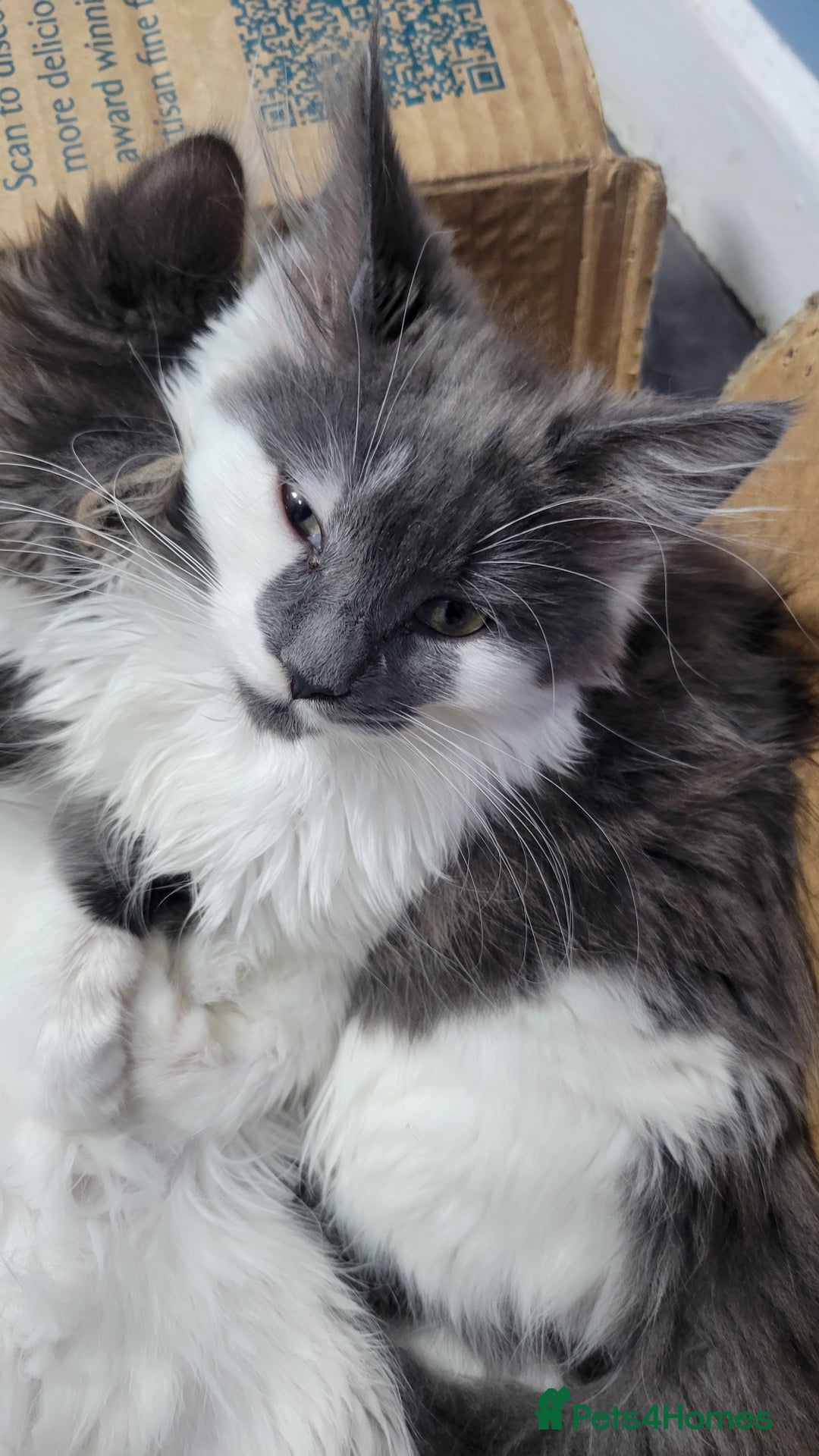 Maine Coon cats for sale: Beautiful Mixed Main Coon Kittens - Advert 7