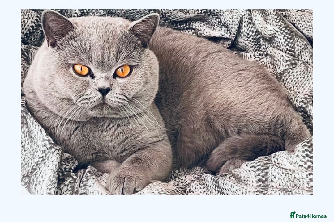 British Shorthair cats for stud: 👑 NEW STUD CHAMPION BRED GCCF BLUE BOY 👑 in Derby - Image 2