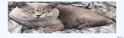 British Shorthair cats for stud: 👑 NEW STUD CHAMPION BRED GCCF BLUE BOY 👑 in Derby - Advert 2