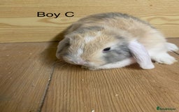 Mini Lop rabbits for sale: Beautiful mini lop bunnies - Advert 8