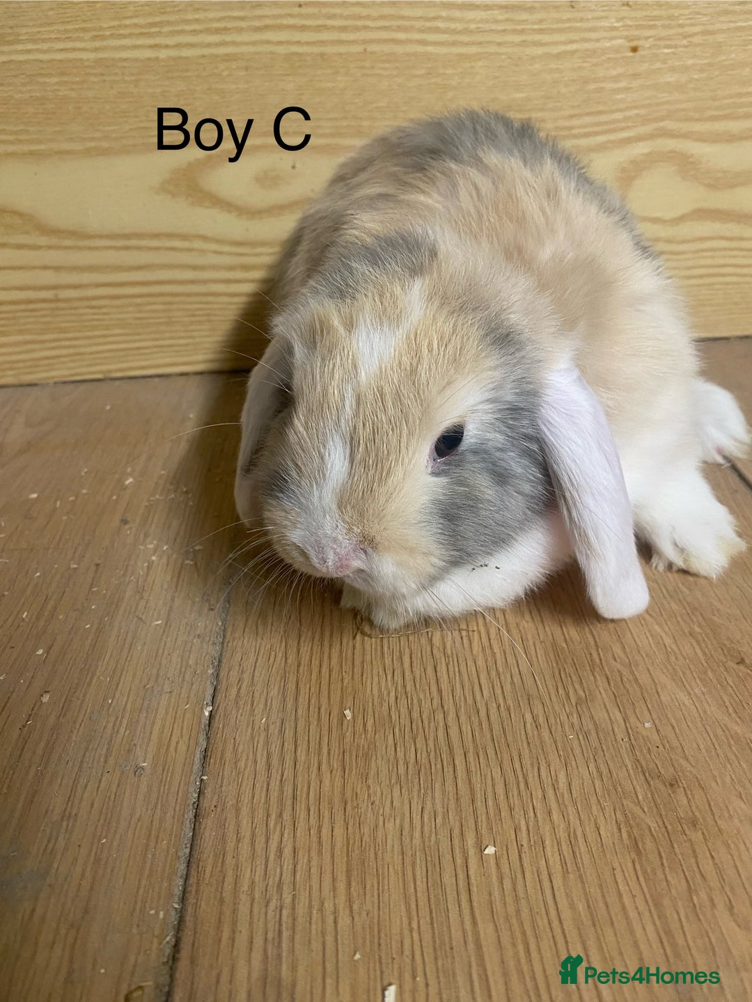 Mini Lop rabbits for sale: Beautiful mini lop bunnies - Advert 8