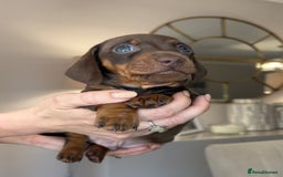 Miniature Dachshund dogs for sale: Ronnie Rocket - Stunning Last Remaining Girl PRA KC Mini Dachshund - Image 8
