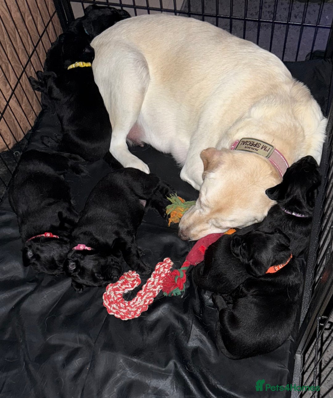Labrador Retriever dogs for sale: Stunning litter of pure bred black Labrador pups  - Advert 11