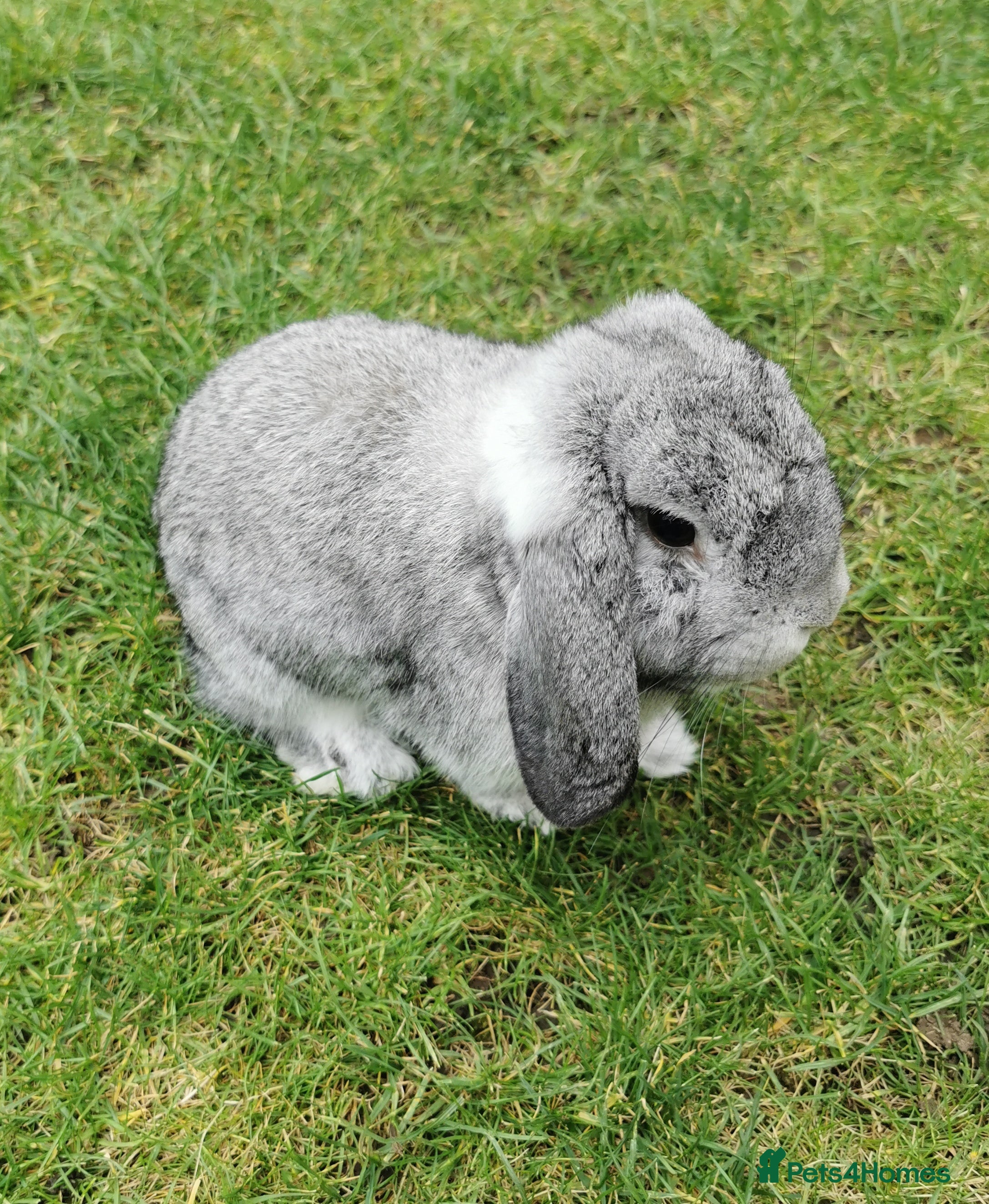 Mini Lop rabbits Friendly rabbit looking for a new home in Peterborough - Advert 7