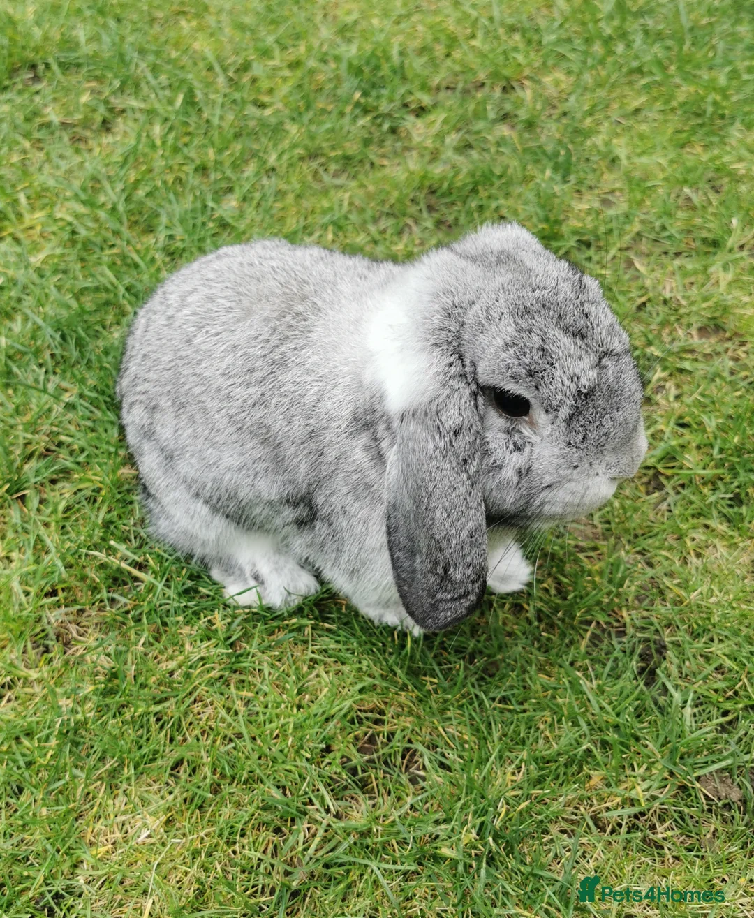 Mini Lop rabbits for sale: Friendly rabbit looking for a new home in Peterborough - Advert 1