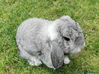 Mini Lop rabbits Friendly rabbit looking for a new home in Peterborough - Advert 7