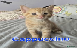 Domestic Shorthair cats for sale: Cute kittens for new home - Image 11