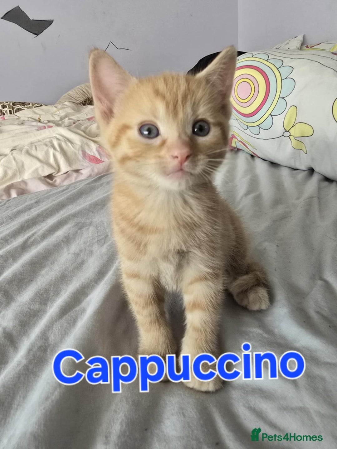 Domestic Shorthair cats for sale: Cute kittens for new home - Image 11