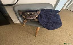 French Bulldog dogs for stud: Male French bull dog  - Image 2