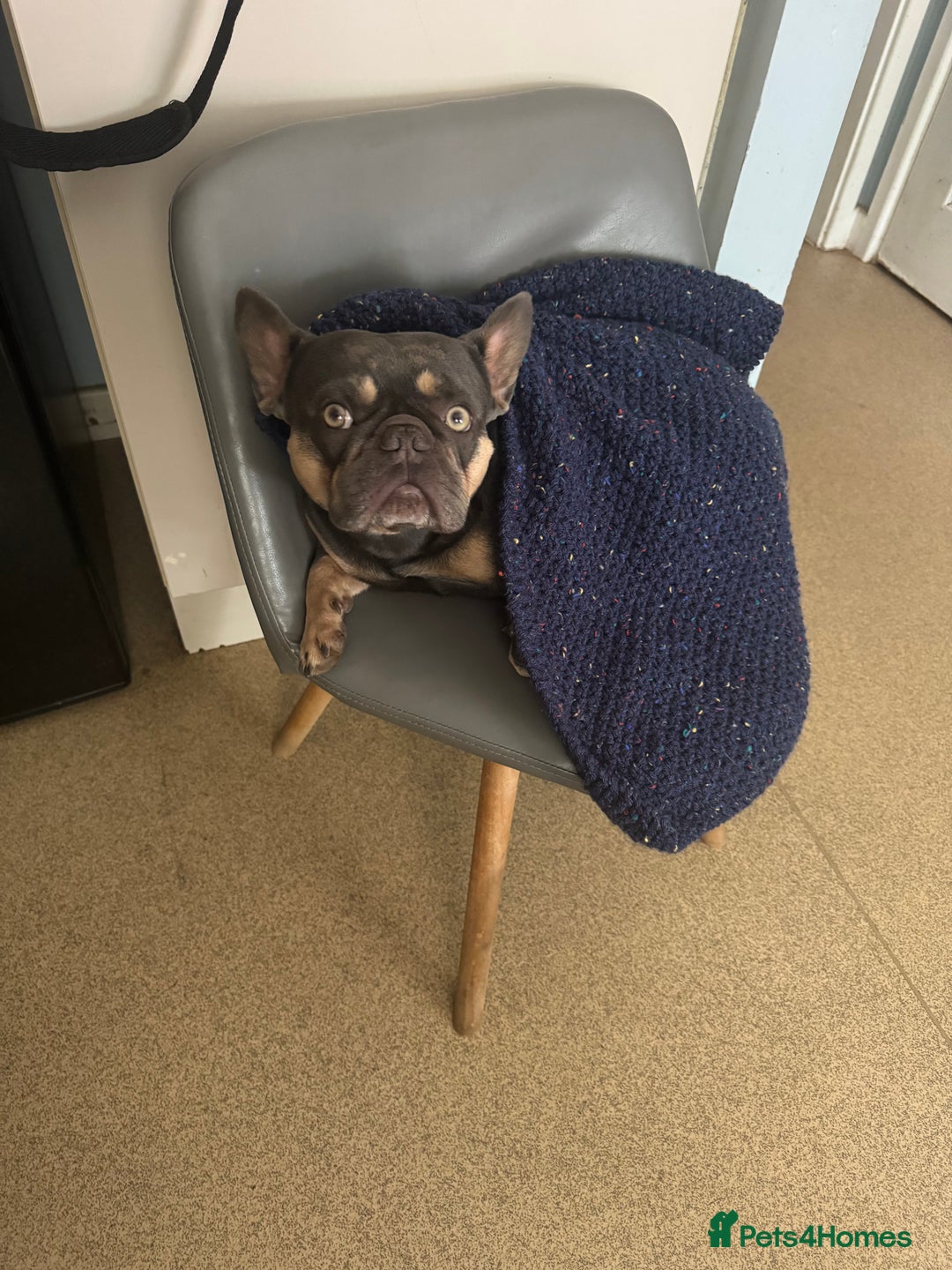 French Bulldog dogs for stud: Male French bull dog  - Image 2